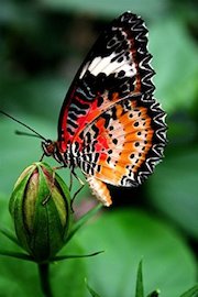 Dancing Butterflies