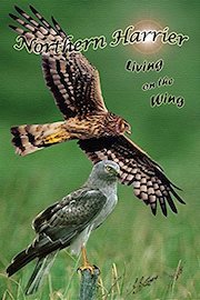 Northern Harrier: Living on the Wing