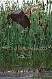 The Northern Marsh: Part 3