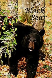 The American Black Bear