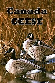 Canada Geese