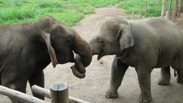 Watch How I Became An Elephant - temp tag Online