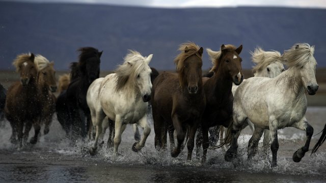 Watch Herd in Iceland Online