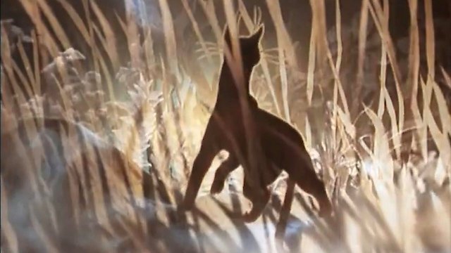 Watch The Cat Who Walked by Herself Online