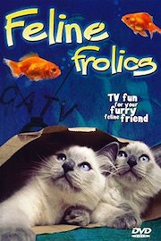 Feline Frolics: TV Fun For Your Cat (Cat Entertainment Video)