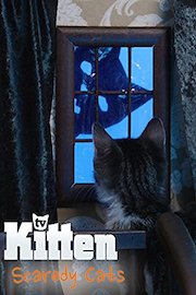 Kitten TV - Scaredy Cats poster