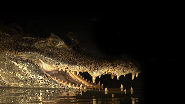 Watch Capturing the Killer Croc Online