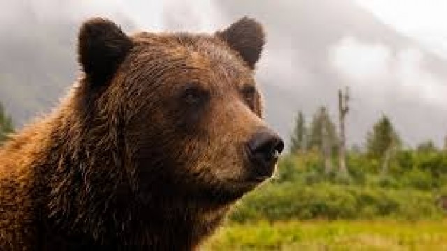 Watch Bear Evidence Online