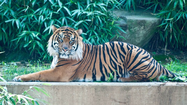 Watch Extraordinary Pets USA Online