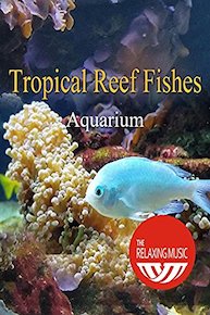 Tropical Reef Fishes Aquarium & Relaxing Meditation Music