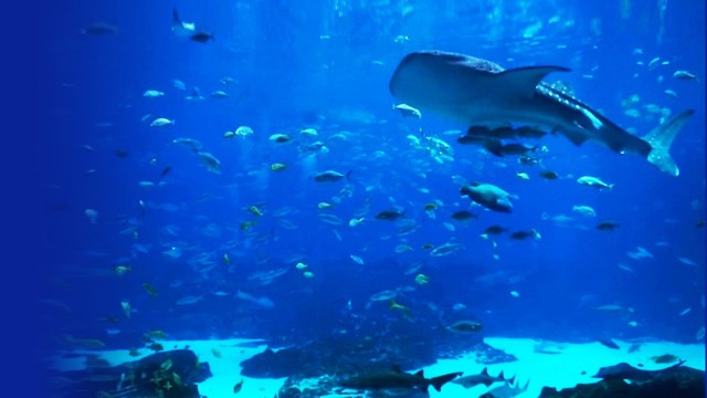 Watch Giant Aquarium with Relaxing Music e Video & Screensaver Online