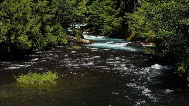 Watch Mountain Stream [Dark Screen 10 hours] Relaxing Forest River with Singing Birds, Ambient Nature Sounds for Sleeping. Online