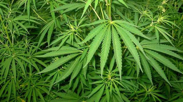 Watch High Times Presents The 20th Cannabis Cup Online