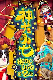 Hero Dog