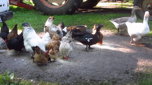 Watch Geese and hens. A lively breakfast Online