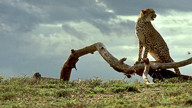 Watch Cheetah Online