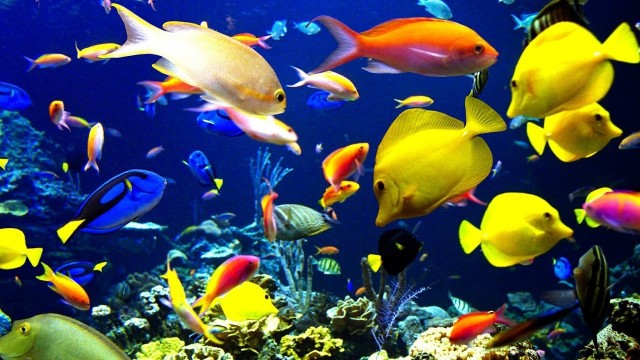 Watch Stunning Aquarium & Relaxing Music - BaLu - Relaxing Nature Online