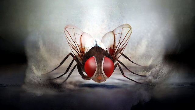 Watch Eega Online