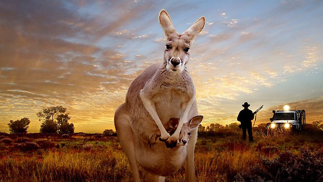 Watch Kangaroo Online