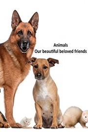 Animals - Our beautiful beloved friends
