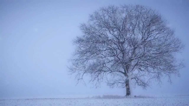 Watch Snow Meditation Online