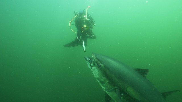 Watch Bluefin Online