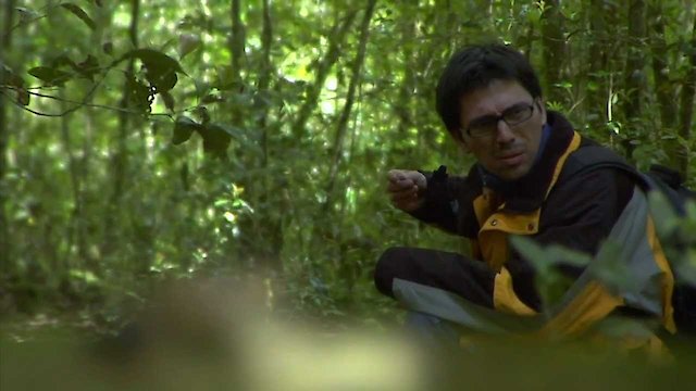 Watch El Ejrcito de los Helechos Online