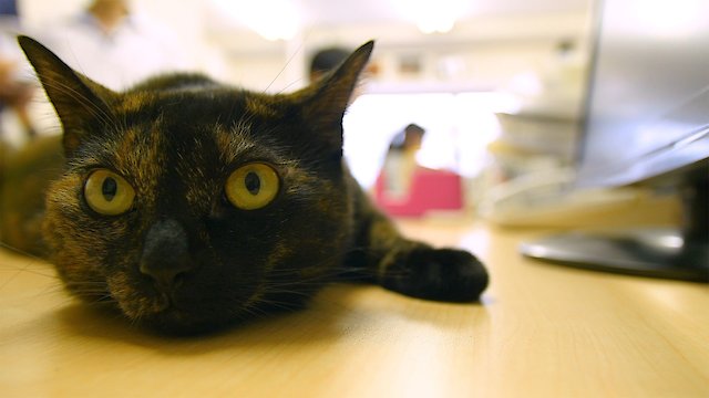 Watch Cat Nation: A film about Japan's crazy cat culture Online