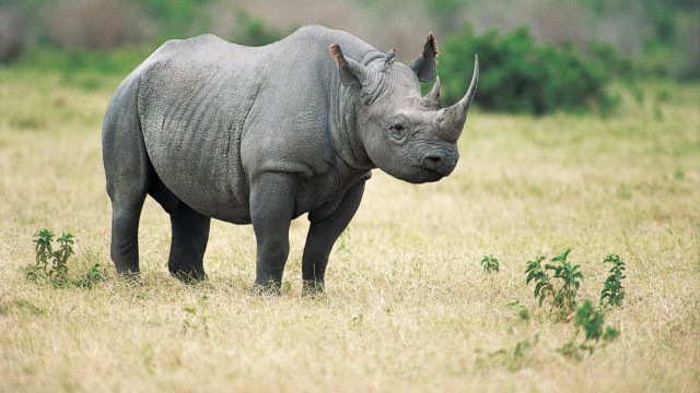 Watch Wildest Africa Online