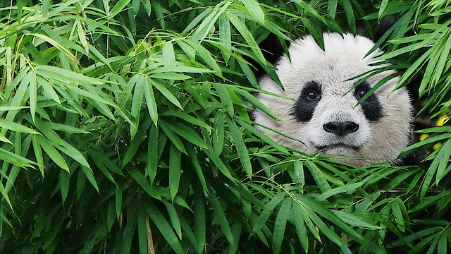 Watch Pandas Online