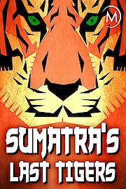 Sumatra's Last Tigers
