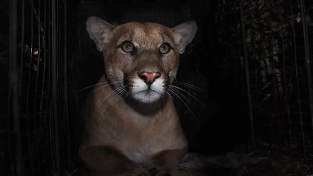 Watch The Mountain Lion and Me Online