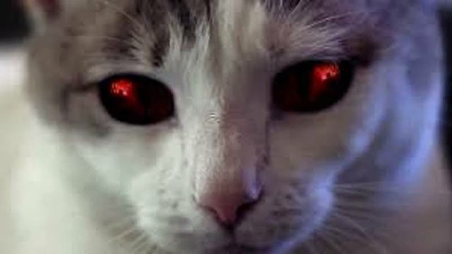 Watch Hell's Kitty Online