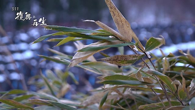 Watch 311 Revival Online