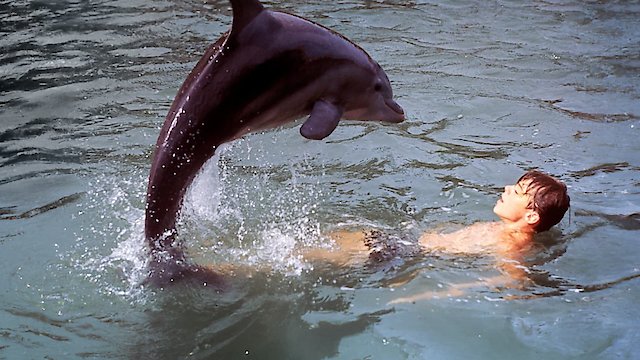 Watch Flipper's New Adventure Online