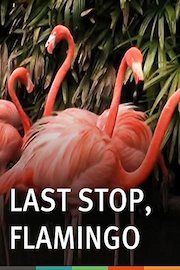 Last Stop, Flamingo poster