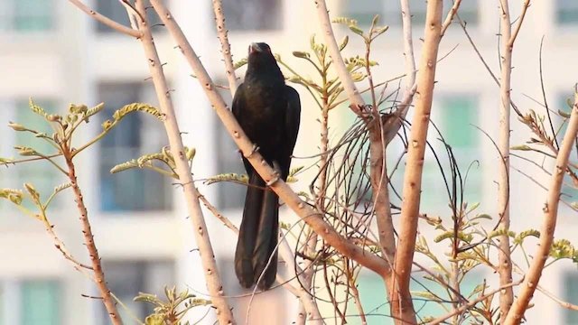 Watch Blackbirds at Bangpleng Online