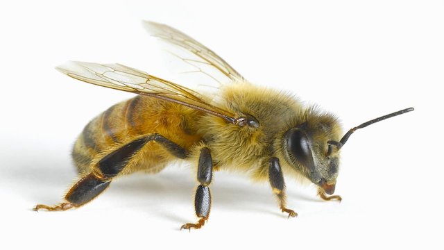 Watch The Strange Disappearance of the Bees Online