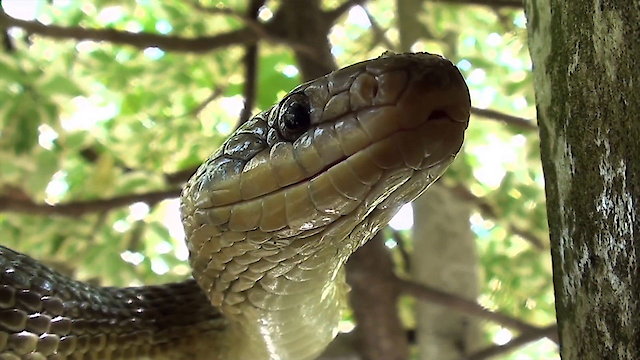 Watch The Secret Life of Snakes Online