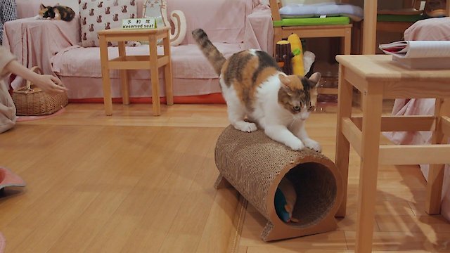 Watch Kittenhood Online