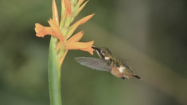 Watch Hummingbirds: Jewelled Messengers Online