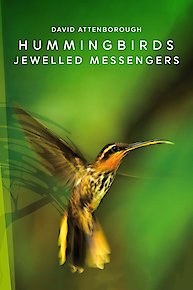 Hummingbirds: Jewelled Messengers