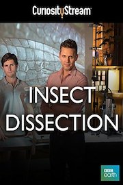 Insect Dissection