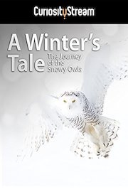 A Winter's Tale: The Journey Of The Snowy Owls