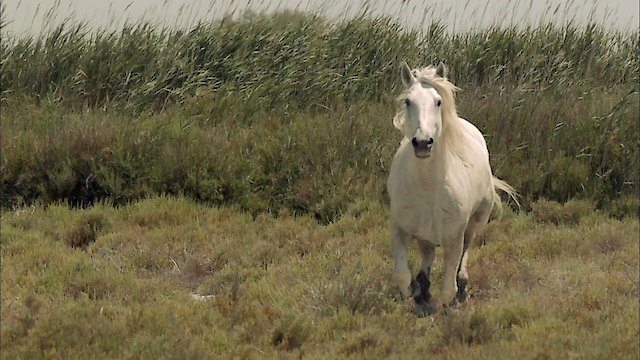 Watch Wild Horses Of The Marshes Online