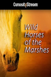 Wild Horses Of The Marshes