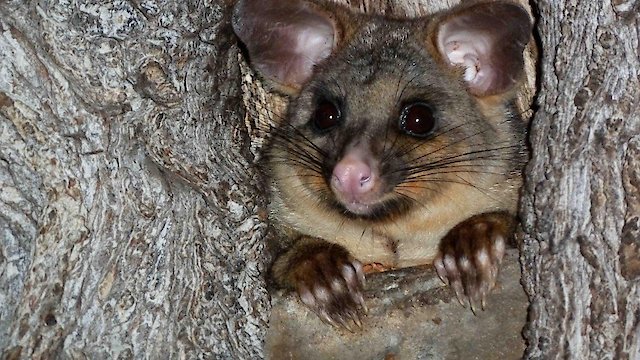 Watch Possum Wars Online