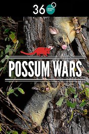 Possum Wars