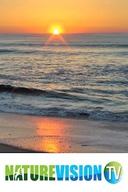 The Morning Ocean