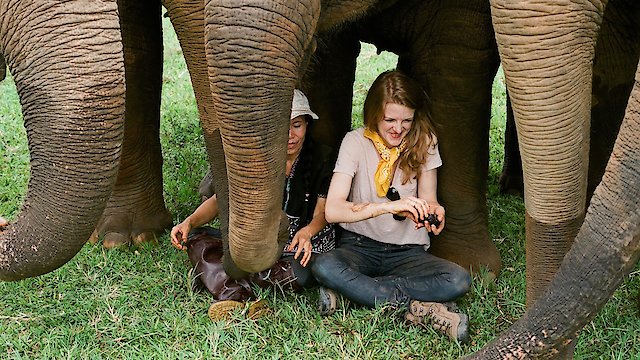 Watch Love & Bananas: An Elephant Story Online